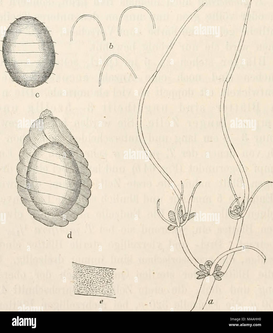 . Dr. L. Rabenhorst's Kryptogamen-Flora von Deutschland, Oesterreich und der Schweiz . Tolypella glomerata. a junges fertiles Blatt, an welchem statt des Mittel- strahles 2 Blättchen entwickelt und nochmals getheilt sind, Vergr. ca. 8; b Blatt- enden, Vergr. SO; c Kern, Vergr. 60; d Sporenknöspchen, Vergr. 60; e Kern- membran, Vergr. 200. wovon 5 mm auf den Hauptstrahl und 15 mm auf den Mittelstrahl kommen; die Blättchen haben eine Länge von 3—8 mm. Bei den accessorischen Blättern herrschen ähnliche Verhältnisse, nur werden hier die Blättchen im Yergleich zu dem Mittelstrahl etwas länger. T. g Stock Photo