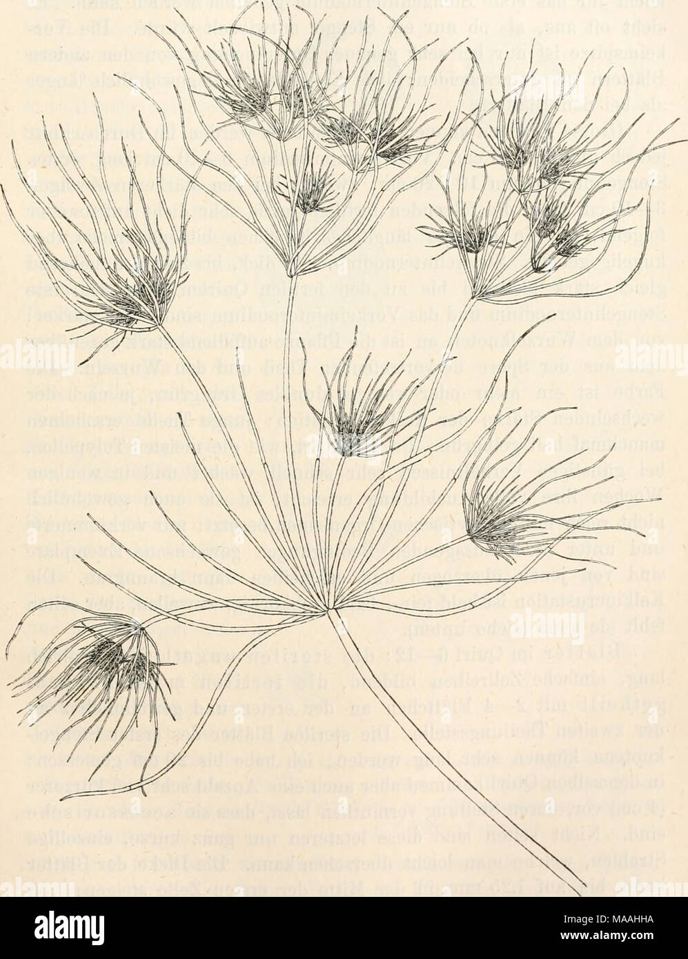 . Dr. L. Rabenhorst's Kryptogamen-Flora von Deutschland, Oesterreich und der Schweiz . To.lypella prolifera. Habitusbild, verkleinert. Stock Photo