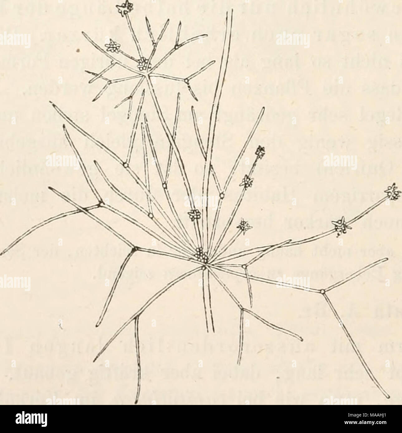 . Dr. L. Rabenhorst's Kryptogamen-Flora von Deutschland, Oesterreich und der Schweiz . Nitella capitata f. dissoluta. Natürl. Grösse. Quirls sind bis 4 cm lang, die weiblichen mit 2—3 Sporenknöspchen. Die männlichen (vergl. Fig. 34) haben neben dem Antheridium fast regelmässig nur 2 Seitenblättchen, stehen aber ebenso in aufgelösten Quirlen wie die weiblichen. Im Quirl finden sich 1—2 Zweige, welche dem Stengel gleichen und wieder aufgelöste Quirle und kleine Köpfchen tragen, ausserdem aber noch mehrere, welche nur 1—3 kleine Köpfchen entwickeln ohne längere Blätter. Alle andern Theile der Pfl Stock Photo