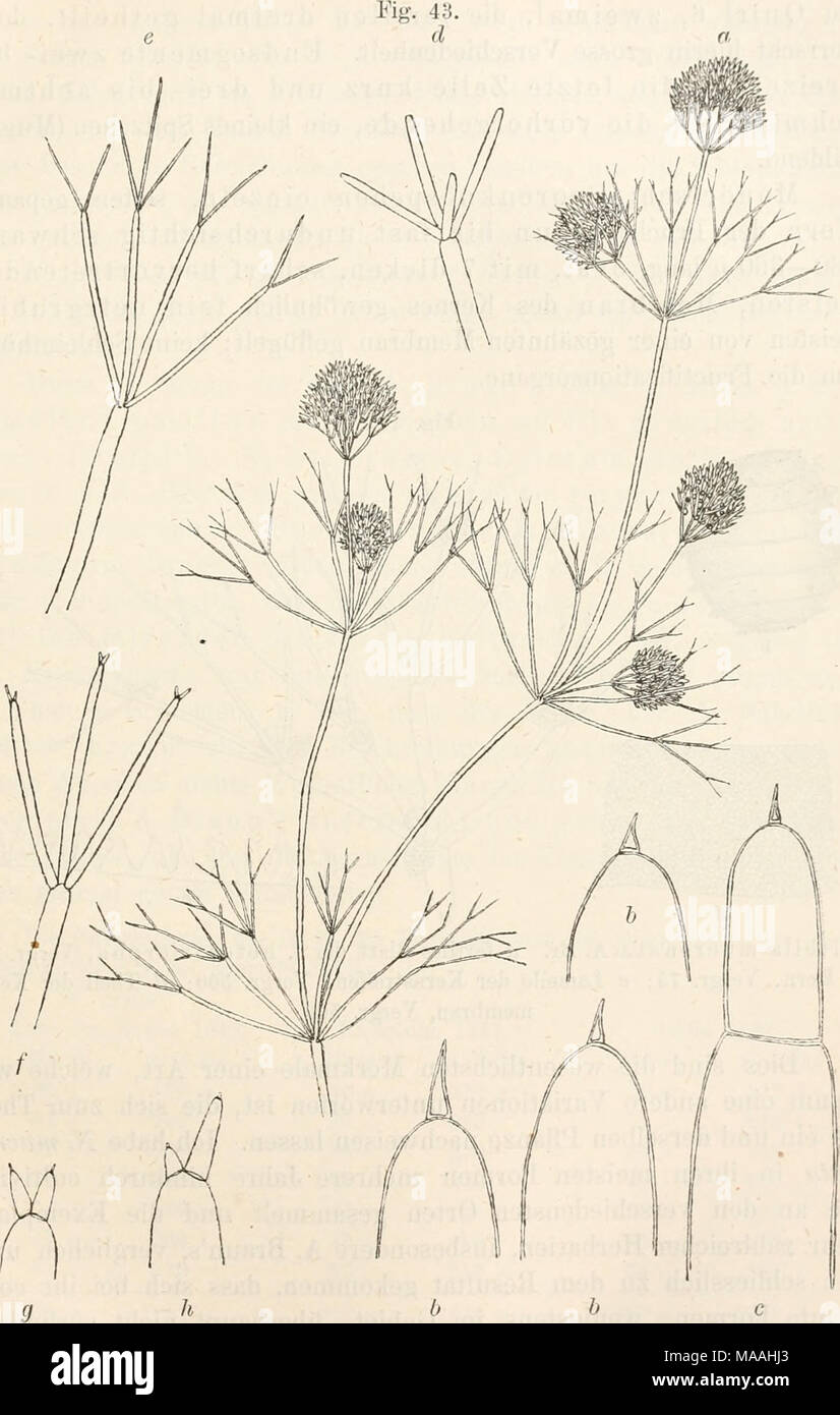 . Dr. L. Rabenhorst's Kryptogamen-Flora von Deutschland, Oesterreich und der Schweiz . Nitella miicronata A. Er. a f. lieteromorpha, natürl. Grösse; b Blatt- spitzen, Vergr. 50; c dreizelliger Endsegment, Vergr. 50; d f. simplex; e f. typica; f f. hrevifurcata; ä, e, f Blätter, Vergr. S; y, li Blattenden von f. brcvi- furcata, Vergr. 20. Stock Photo