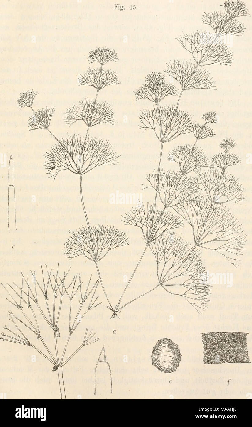 . Dr. L. Rabenhorst's Kryptogamen-Flora von Deutschland, Oesterreich und der Schweiz . h d Nitella gracilis (Smith) Ag. a f. normalis, nat. Gr.; h Blatt, Vergr. 5; e End- glied, Vergr. 25; d Spitze, Vergr. 75; e Kern, Yergr. (iO; f Kernmembran, Vergr. 500. Migula, Characeen. J  Stock Photo