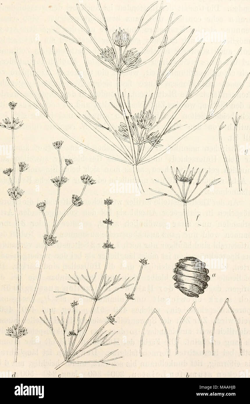 . Dr. L. Rabenhorst's Kryptogamen-Flora von Deutschland, Oesterreich und der Schweiz . Nitella opaca. a Kern, Vergr. 4o; b Blattspitzen, Yergr. 30; c f. hetero- morpha; (? f. conglobata; e f. conglomerata; f f. subcapitata; ^f. brevi- fürcata — alle in natürl. Grösse. Stock Photo