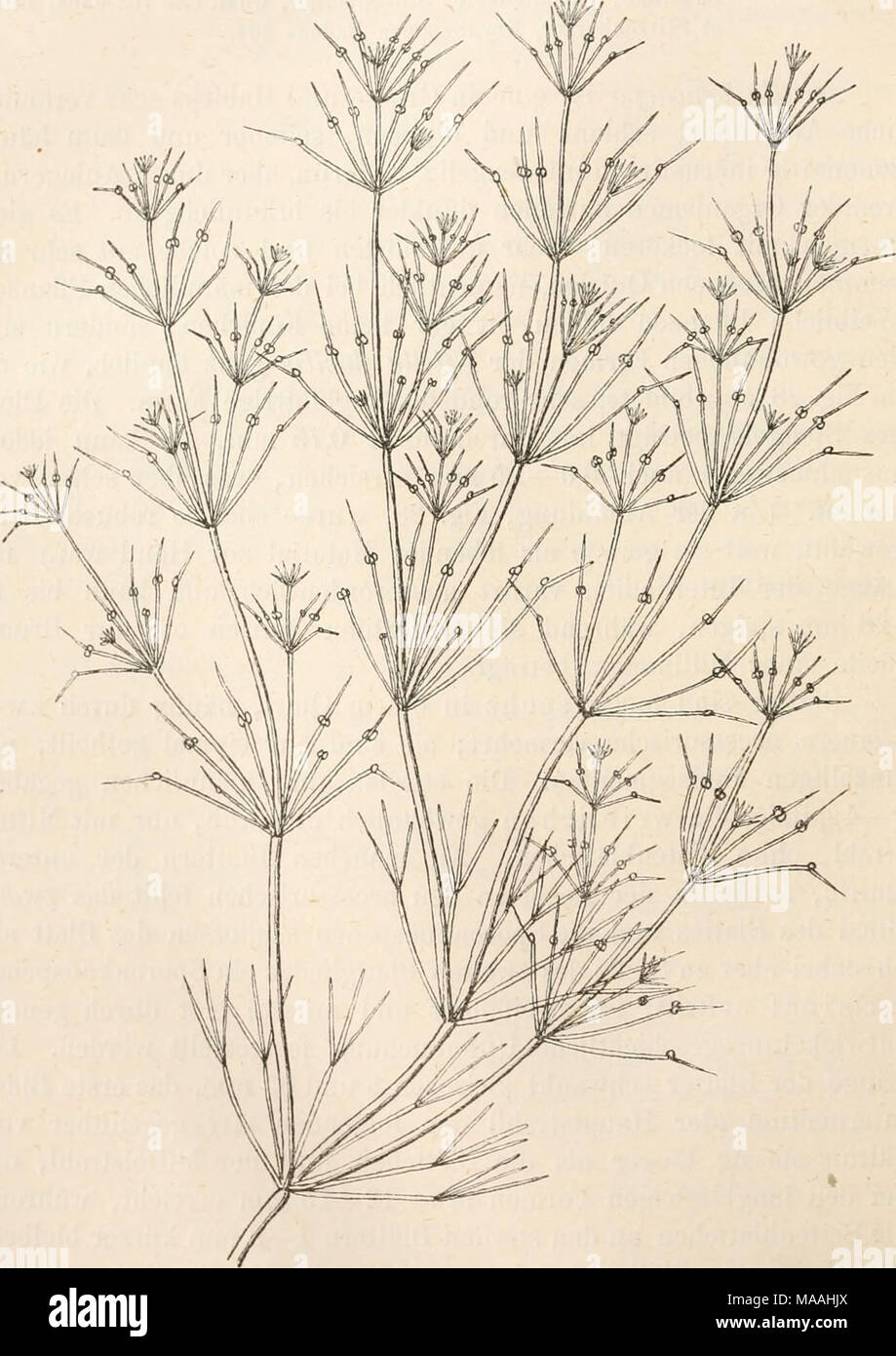 . Dr. L. Rabenhorst's Kryptogamen-Flora von Deutschland, Oesterreich und der Schweiz . Nitella syncarpa (Thuill.) Kg-. Habitusbild, natiii'l. Grösse. Stock Photo