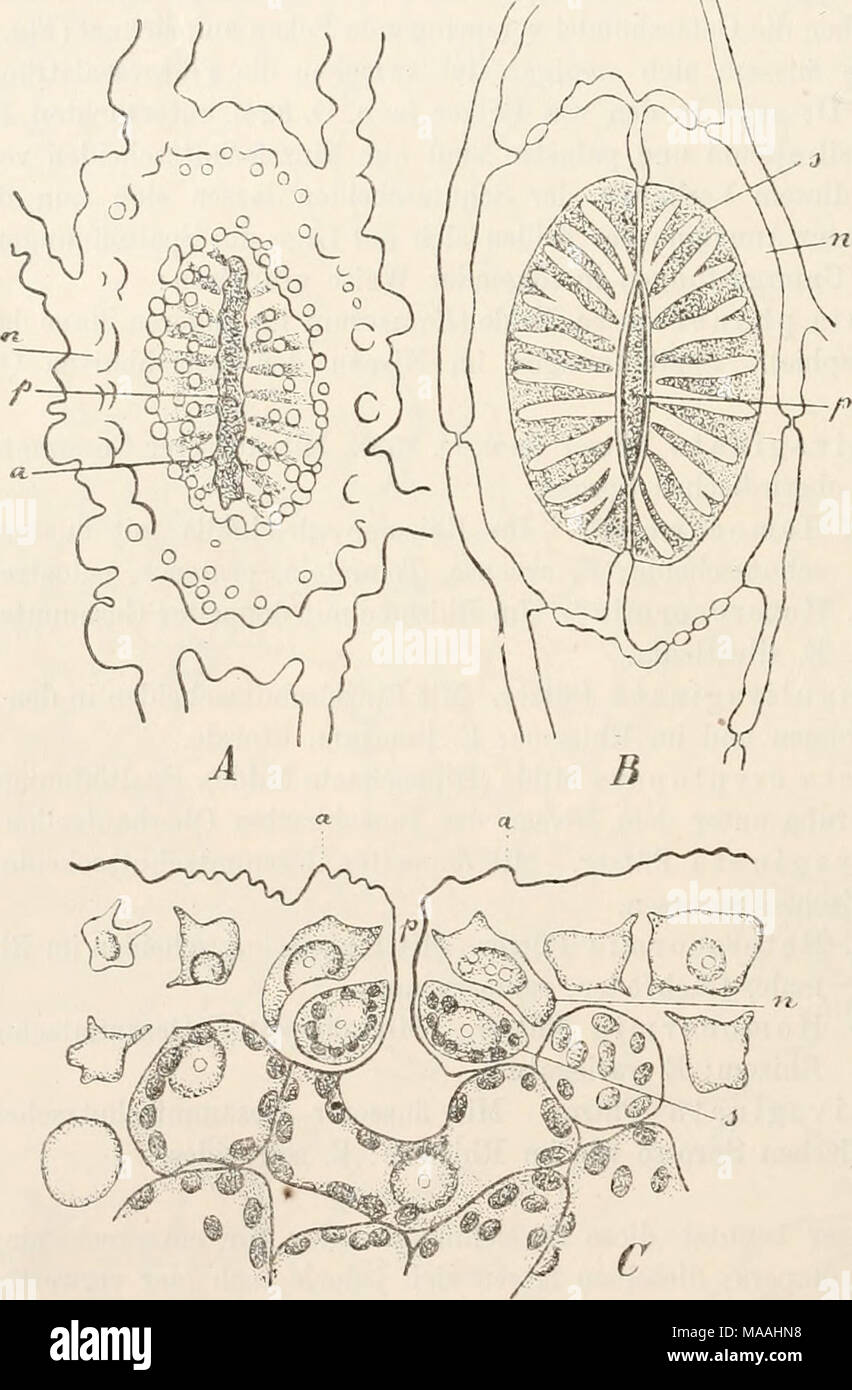 Dr. L. Rabenhorst's Kryptogamen-Flora von Deutschland, Oesterreich und der  Schweiz . Equisetum arvense L. Spaltöffnungen des Stengels: A von oben, B  von unten gesehen, C im Querschnitte; Vergr. ^