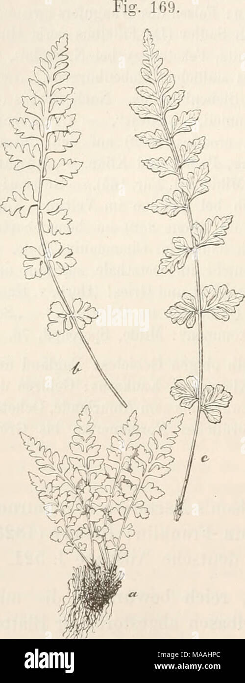 . Dr. L. Rabenhorst's Kryptogamen-Flora von Deutschland, Oesterreich und der Schweiz . Woodsia glabclla E. Br. a Kleine Pflanze, b und c zwei Blätter grösserer Pflanzen, alle in natürlicher Grösse, aber nur Fig. c mit Nervatur, a und b im Umrisse gezeichnet. Synonyme und Literatur: Woodsia glabella Pt. Br. 1. c. — Milde, in Nova Acta XXVI. 2, pag. 624; Sporenpfl. 76: Fil. Eur. 165; vgl. ferner in Verhandl. d. zool.-bot. Gesellsch. zu Wien XIV. 9, u. in Botan. Zeit. 1864, Beilage S. 18. — Hooker, Species Filicum I. G4. — Hooker et Baker, Synopsis Filic. 47. Stock Photo