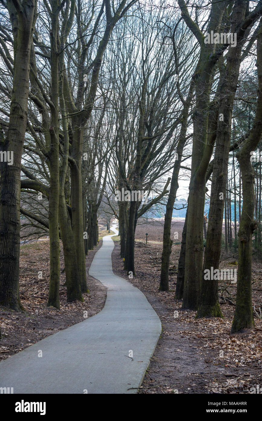 small bicycle path at the Veluwe, Holland Stock Photo