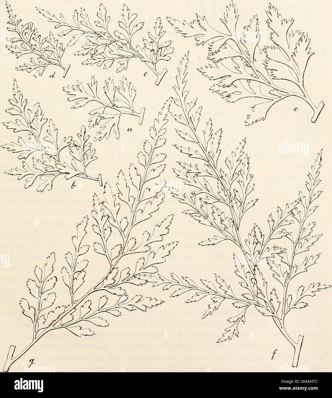 . Dr. L. Rabenhorst's Kryptogamen-Flora von Deutschland, Oesterreich und der Schweiz . Asplenium Adiantum nigrum L. a — f Subspecies Serpentini (Tausch), forma incisa Milde. Unterste Primärsegmente verschiedener Formen in natür- licher Grösse, sämmtlich von kräftigen Püanzen, a—d von verschiedenen Blättern desselben Rhizoraes. — g Subspecies Onopteris silesiacum Milde, unterstes Primärsegment eines Originalexemplares in natürlicher Clrösse. — Weiteres siehe im Texte. Stock Photo