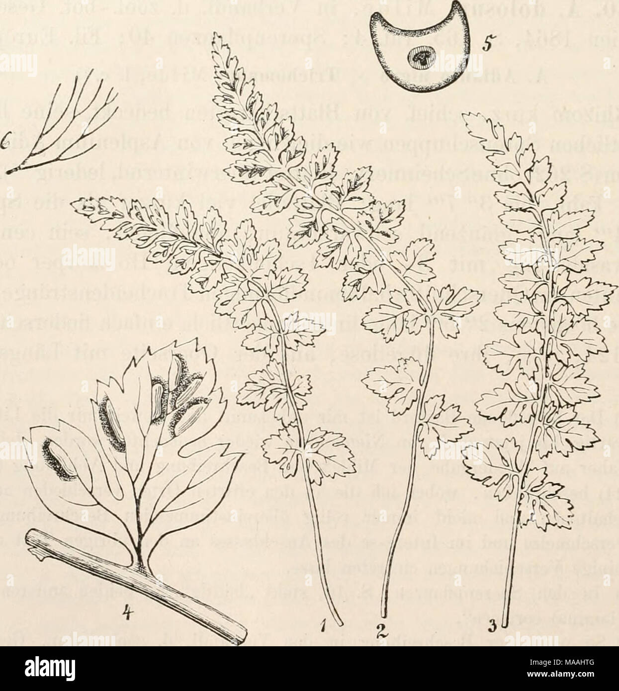 . Dr. L. Rabenhorst's Kryptogamen-Flora von Deutschland, Oesterreich und der Schweiz . Asplenium dolos um Milde, l und 2 vorjährige Blätter und 3 diesjälirigcs Blatt in natürlicher Grösse. 4 Eines der mittleren Segmente der Figur 2, stark vergrössert. 5 Querschnitt der Ehachis. 6 Nervatur der oberen Segmenthälfte der Figur 4. — Nach Milde. *) „S'/o&quot;' lang, am Grunde 4'&quot; breit'&quot;: Fil. Eur. 66. Stock Photo