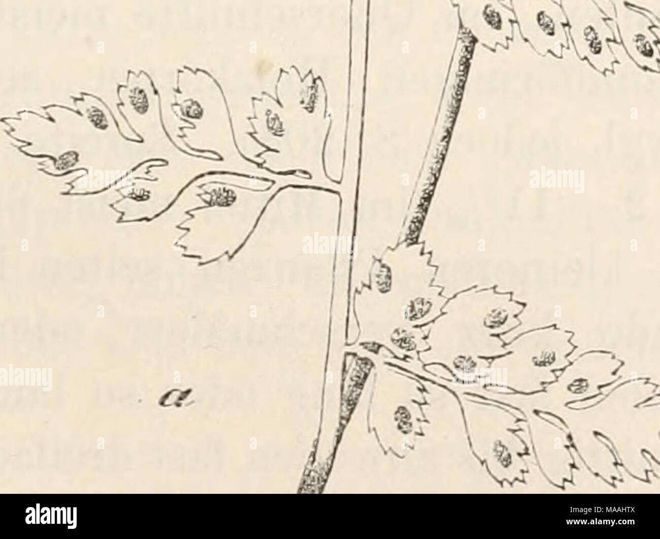 . Dr. L. Rabenhorst's Kryptogamen-Flora von Deutschland, Oesterreich und der Schweiz . Asplenium lanceolatum Huds. — a Pflanze in natürlicher Grösse, die Blätter bis auf eines abgeschnitten. — b Eines der mittleren Segmente erster Ordnung; Vergr. i^. — c Segment erster Ordnung der var. obovatum (Viv.) in natürl. Grösse. Stock Photo