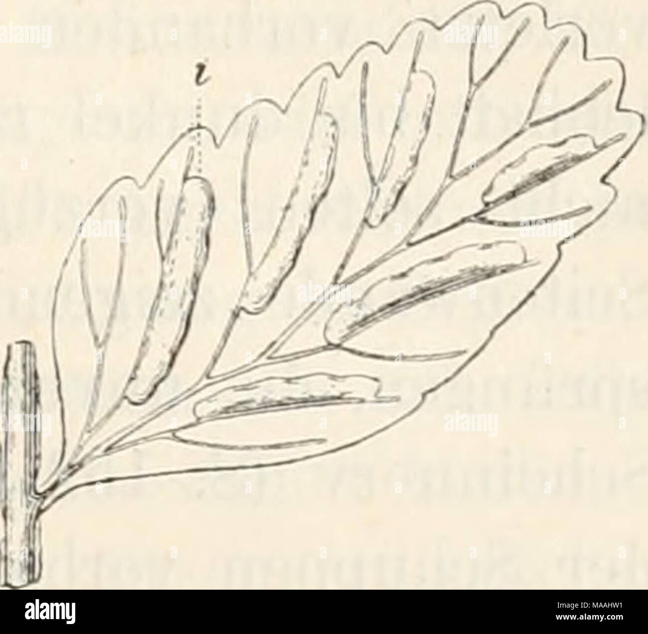 . Dr. L. Rabenhorst's Kryptogamen-Flora von Deutschland, Oesterreich und der Schweiz . ganzrandigem oder unregelmässig und flach geschweift - gekerbtem, selten gezähneltem Schleier (Fig. 112). Synonyme: A. Trichomanes (L. 1. c, part.) Huds. 1. c. — Sw. Syn. Filic. SO. — Willd. Spec. Plant. V. 331. — Schkuhr, Krypt. Gew. I. 69. — Koch, Synops. PI. germ. edit. 11. 982. — Metten. Fil. Hort. Lips. 72; Asplen. 1. c. 138. — Heufler, As- plenii Spec. Europ. 1. c. 26S. — Hook. Spec. Filic. in. 136. — Hook, et Baker, Syn. Filic. 196. — Milde, in Nova Acta XXVI, 2, pag. 575; Botan. Zeitung 1866, S. 398; Stock Photo