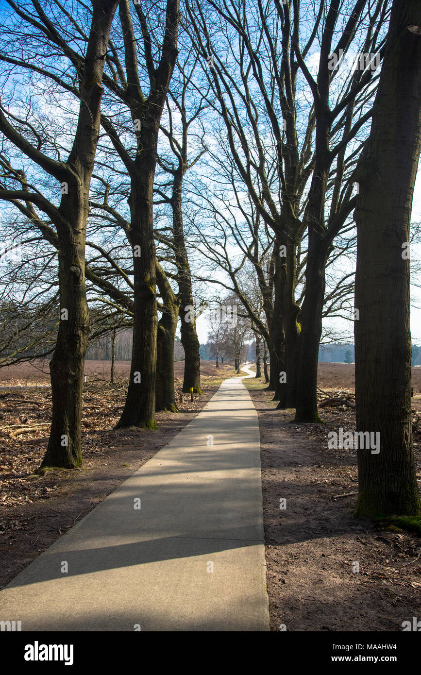 small bicycle path at the Veluwe, Holland Stock Photo