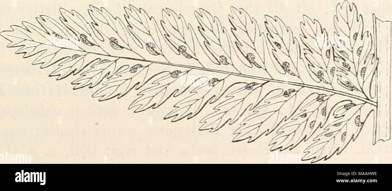 Schattiger High Resolution Stock Photography and Images