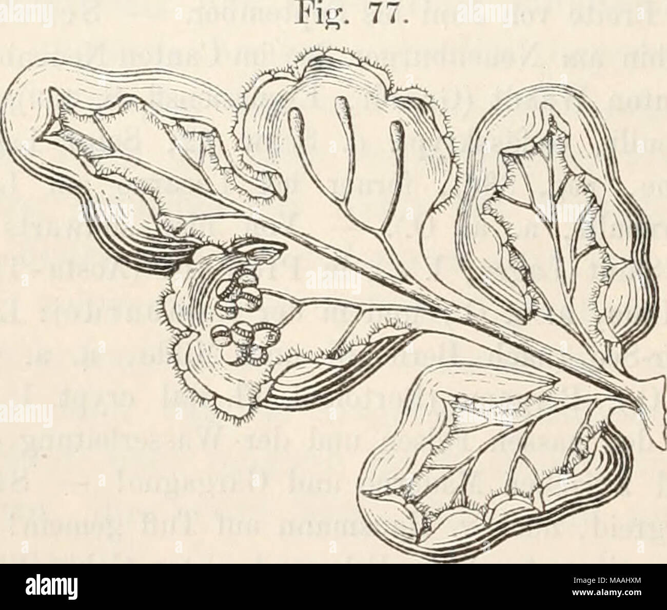 . Dr. L. Rabenhorst's Kryptogamen-Flora von Deutschland, Oesterreich und der Schweiz . Cheilanthes fragrans Hook. Segment zweiter Ordnung, von der Unterseite gesehen. An den beiden mittleren Abschnitten wurden die Eänder grösstentheils zurüclcgebogen, von dem einen Abschnitte ausserdem noch die Sori entfernt, um die keulig an- geschwollenen Nervenenden sicht- bar zu machen. Vergr.  UL VII. Cheilanthes Sw. Syn. Filic. (1806), pag. 126. Sori auf den keiilig angeschwollenen Nervenenden, bisweilen sich noch eine kurze Strecke auf den unveränderten Theil der Nerven herabziehend, zuletzt oft zu eine Stock Photo