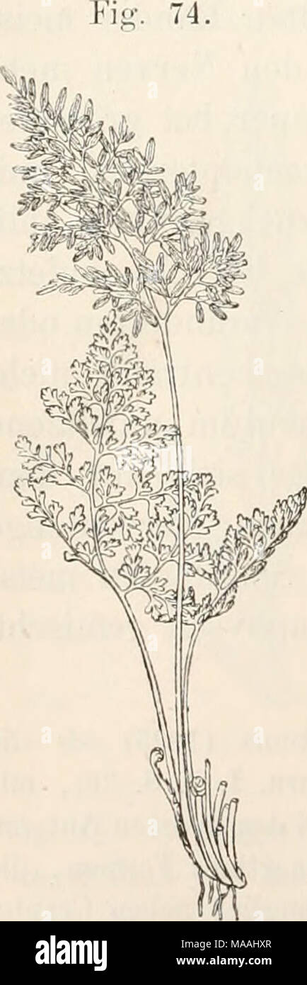 . Dr. L. Rabenhorst's Kryptogamen-Flora von Deutschland, Oesterreich und der Schweiz . Cryptogramme crispa E. Er. Stück einer kräftigen Pflanze mit einem fruchtbaren Blatte und zwei sterilen Blättern in A natiirl. Grösse. 5. C. crispa R. Br. a. a. 0. S. 767. — Fig. 74. Blätter lang gestielt, kahl, o — 4- facli-fiederschnittig, die iinfruchtbareii mit eiförmiger Spreite mit aus keilförmiger Basis verkehrt - eiförmig - läüglichen, vorne 2 — 4 mal eingeschnitten-gekerbten Segmenten letzter Ordnung mit linealischen, stumpfen, ein- fachen oder sehr kurz gabelspaltigen, ein- nervigen Zipfeln; frucht Stock Photo