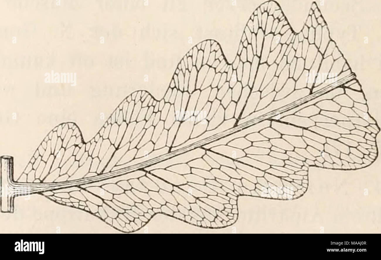 . Dr. L. Rabenhorst's Kryptogamen-Flora von Deutschland, Oesterreich und der Schweiz . Fiy. IS. Nervatiu Marginariae. (Blatt von Polyiiudium surpens Svv. aus Westindien; natürl. Grösse.) — Fig-. 19. Nervatio Doudyae. (Stück aus einem Primärsegmente von Woodwardia radicans Sw. von Madeira; natürl. Grösse.) — Fig. 20. Nervatio Sageniae. (Untere Hälfte eines Blattsegmentes von Onoclea sensibilisL. aus Nordamerika; natürl. Grösse.) — Fig. 21. Ner- vatio Phlebodii. (Stückchen aus einem Segmente des Blattes vonPolypodiuin sporodocarpura W. aus Südamerika; das Strahlenpaar jeder Eippenmasche trägt au Stock Photo