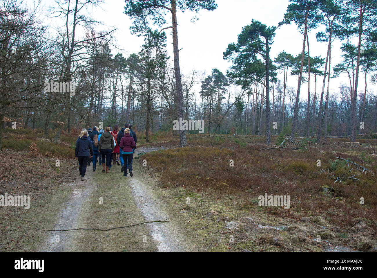 Group of people walking with guide in the wood at the Veluwe, Gelderland, Holland Stock Photo