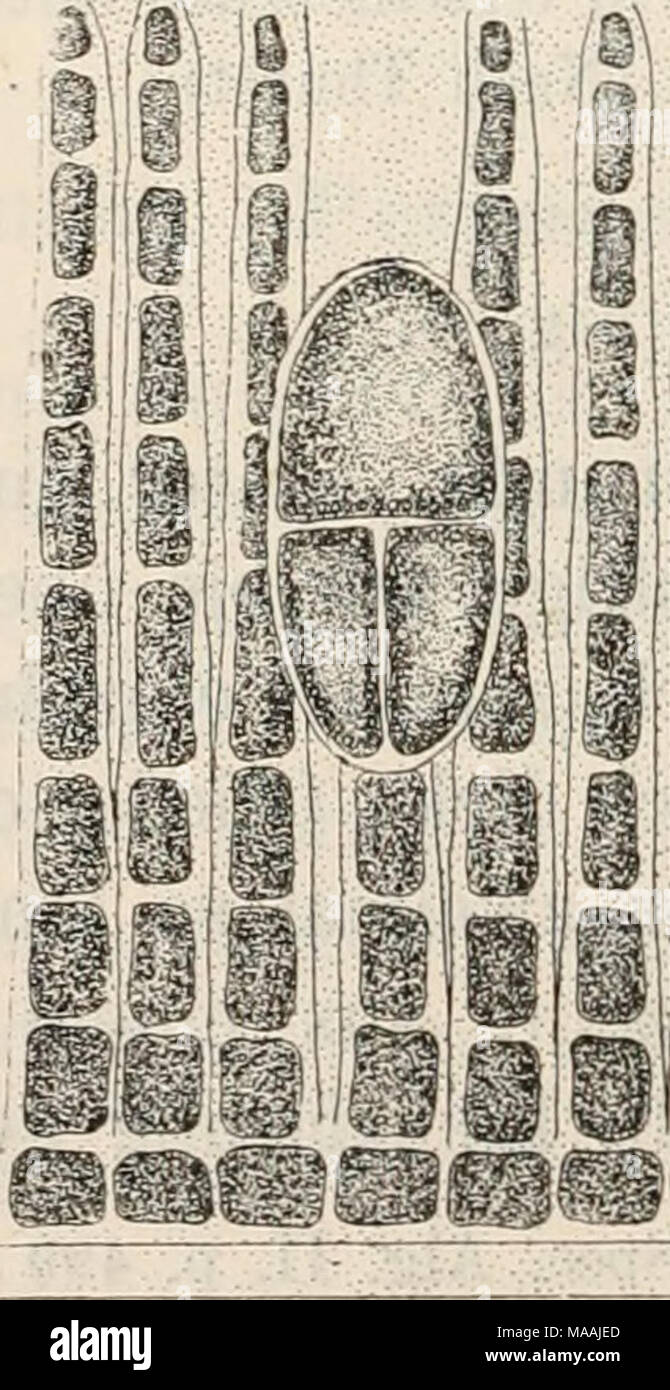 . Dr. L. Rabenhorst's Kryptogamen-Flora von Deutschland, Oesterreich und der Schweiz .  tm Cruoriella armorica Crouan. Stüfk eines Vcrtikalsi-lmittes lUireh den Tetrasporangien-tragenden Thallus Vergr. üOO. Stock Photo