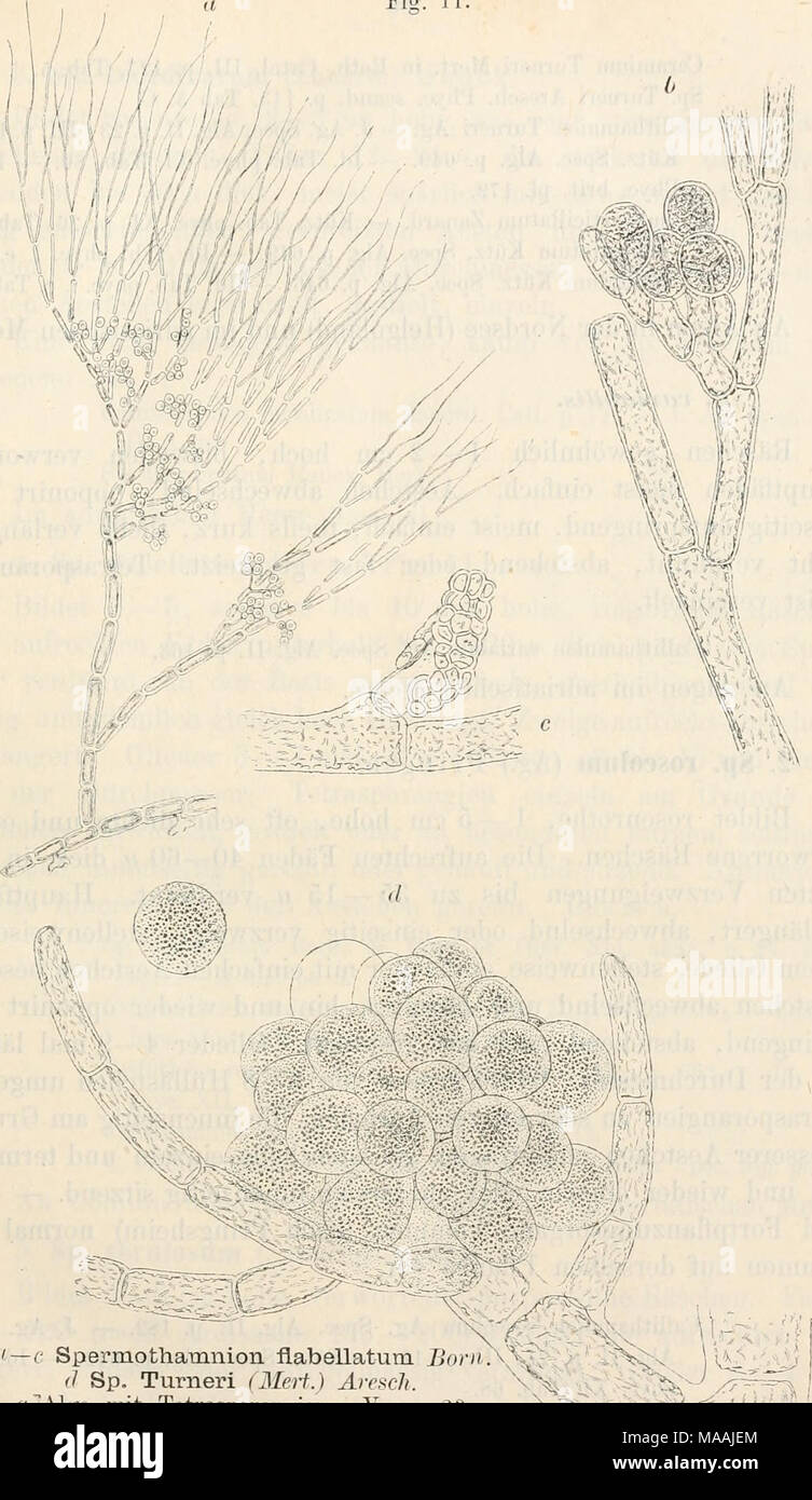 . Dr. L. Rabenhorst's Kryptogamen-Flora von Deutschland, Oesterreich und der Schweiz . âf Spermothatanion flabellatum BoriiS} (I Sp. Turneri (Mert.) Aresch. fi^Wi^e mit Tetrasporanjjien. Vergr. 23. // Ast mit Tetraspovanpien. Vergr. 160. c Ast mit Antheridien. Vergr. 250. c? Ast mit einem Cvstocarp. Vergr. 2.50. (Fig. a n. Zaiiard.: Fig. hâd n. Bornct vi. Tlmret.) â â¢ -,/; ,â .11 Stock Photo