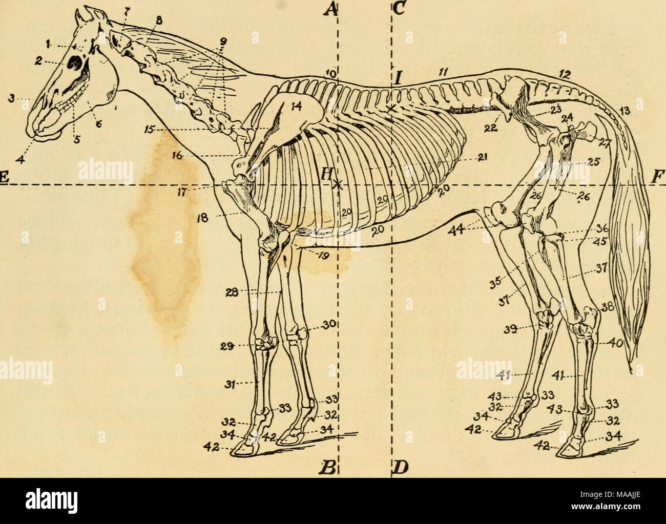 . Dr. Lesure's warranted veterinary remedies : the causes, symptoms and treatment of diseases for which they are recommended . The Skeleton of the Horse. Zygomatic arch. Eye cavity. Face bones. Incisor teeth. Molar teeth. Lower jaw. Atlas, ist vertebra of neck. Axis, 2d vertebra of neck. Cervical vertebrae (5). Spinal processes of back. Dorsal and lumbar vertebrae. Sacrum. Tail bones. Shoulder blade. Acromion process. Hollow of shoulder blade. Upper end of arm bone. Arm bone or humerus. Elbow bone. Cartilages of the ribs. Ribs. Haunch. Haunch bone. 24. Great trochanter. 25. Small trochanter. 2 Stock Photo
