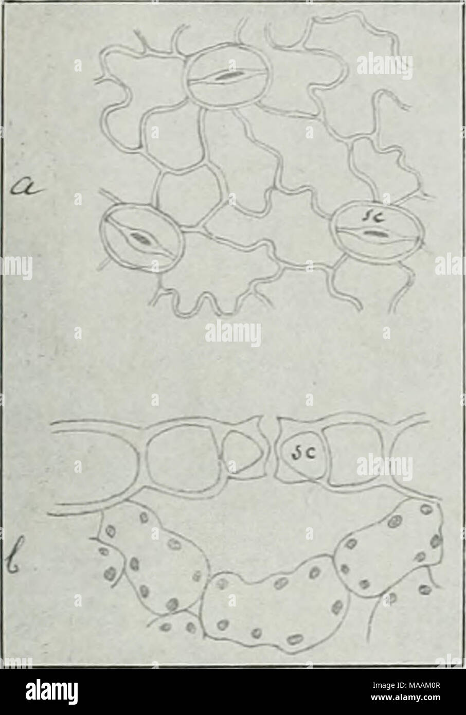 Dr. K.W. van Gorkom's Oost-Indische cultures. Opnieuw uitg. onder redactie  van H.C. Prinsen Geerligs. [Door J.P. van der Stock et al.] . a. Opperhuid  met 3 huidmondjes: /'. Doorsnede door een, image size:906x1390