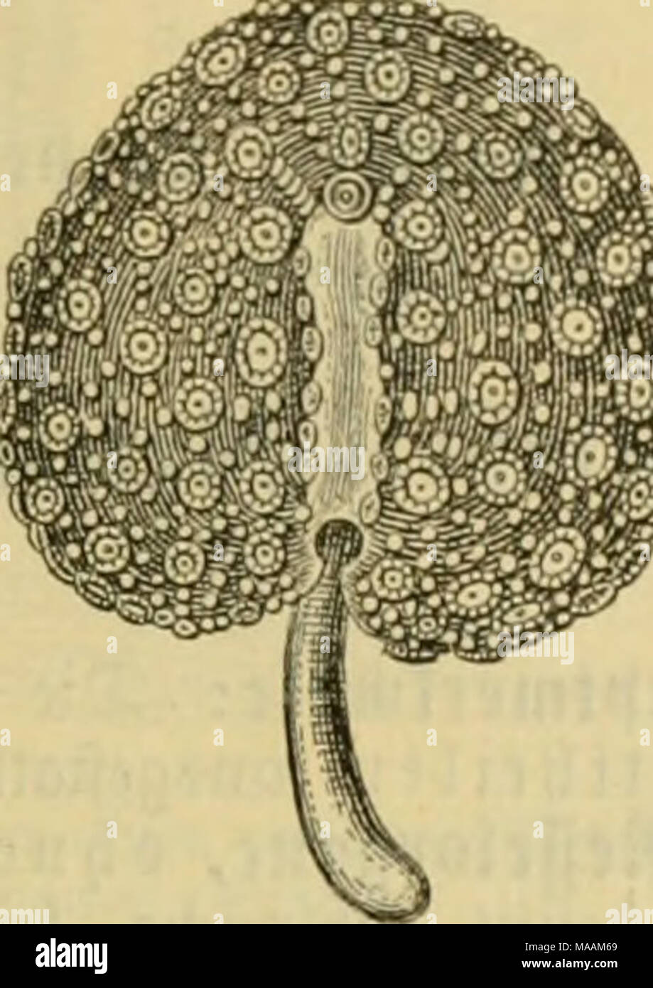 . Dr. Johannes Leunis Synopsis der thierkunde. Ein handbuch für höhere lehranstalten und für alle, welche sich wissenschaftlich mit der naturgeschichte der thiere beschäftigen wollen . 5tg. 1033. Renilla reniförmis; 1/2. 4. Fuiiieiilina'-^ Lain. ©tief fuvj, bicfcr ais ber Äicl, mit 4 fantiiicr §. 1550. Styo; ^^o(i)pcn mit langm Äctd)cn, bereu 9taub in 8 ®pi^en aui^läiift, iüeld)c iQiigc, |d)malc Äalhmbefn eutl)atten. 3)te eiiijige 2trt ift: F. (/iiadravgidaris'' (Fall.) Herkl. gebet 5—6ma( läiifjcr al9 bev Stiel; *^'oll)):ienteld]c cl)(iiibvifdi, im 9efd}Ioffeiien ^nftanbe oben tegcl'fövmig, i Stock Photo