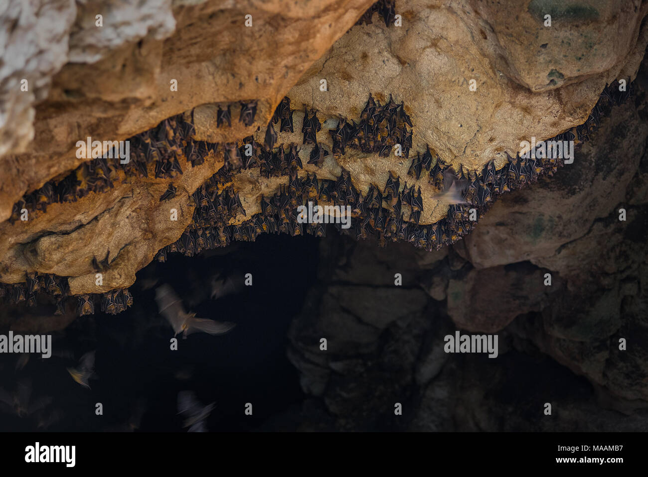 A small Colony of lesser short-nosed fruit bat roosting in a lime stone cave on the island of Sumbawa, Indonesia. Stock Photo