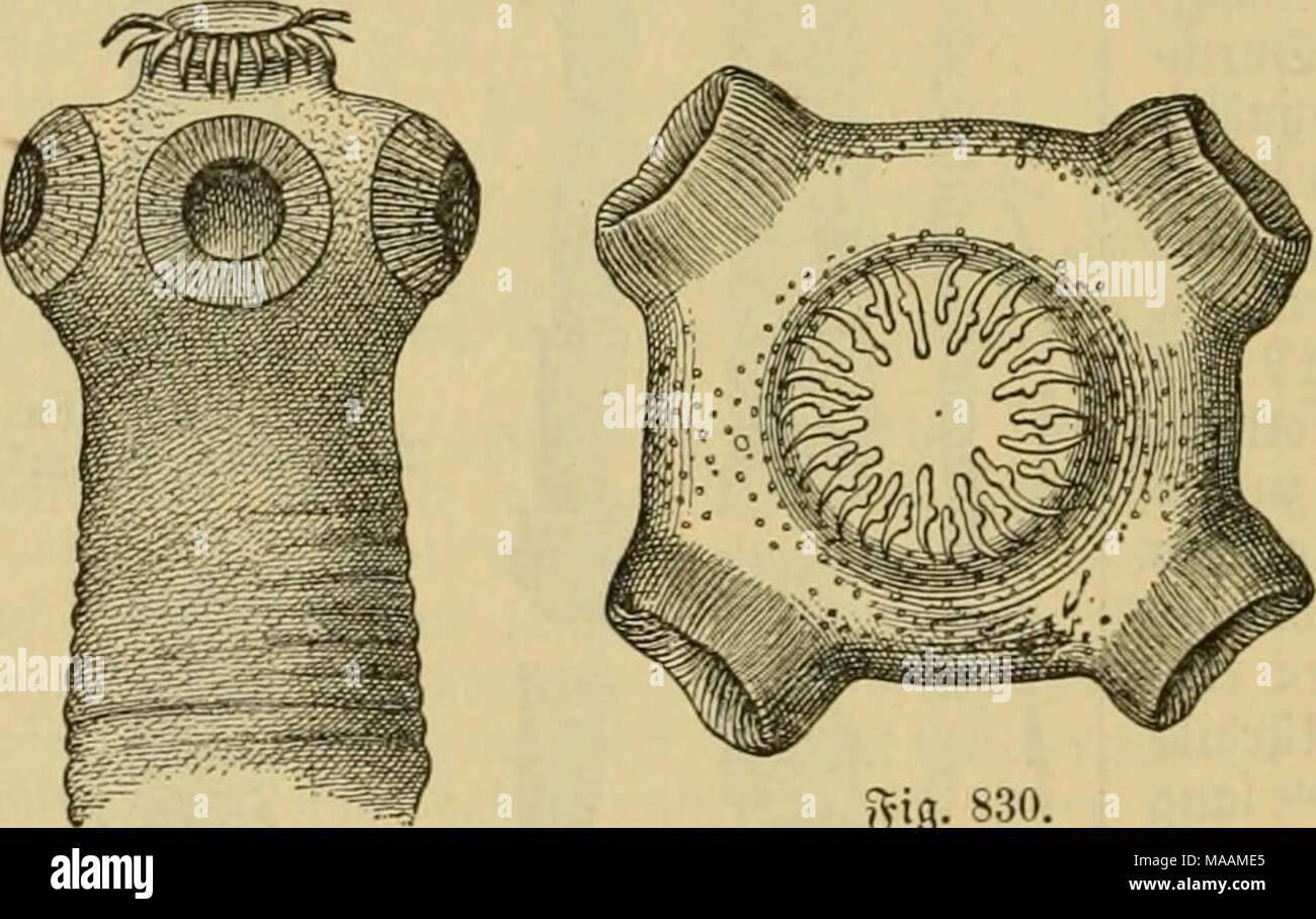 Dr. Johannes Leunis Synopsis der thierkunde. Ein handbuch für höhere  lehranstalten und für alle, welche sich wissenschaftlich mit der  naturgeschichte der thiere beschäftigen wollen . gig. 829. £oi5f öcn Taenia  solium,