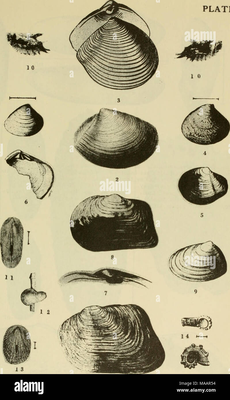 . East coast marine shells : descriptions of shore mollusks together ...