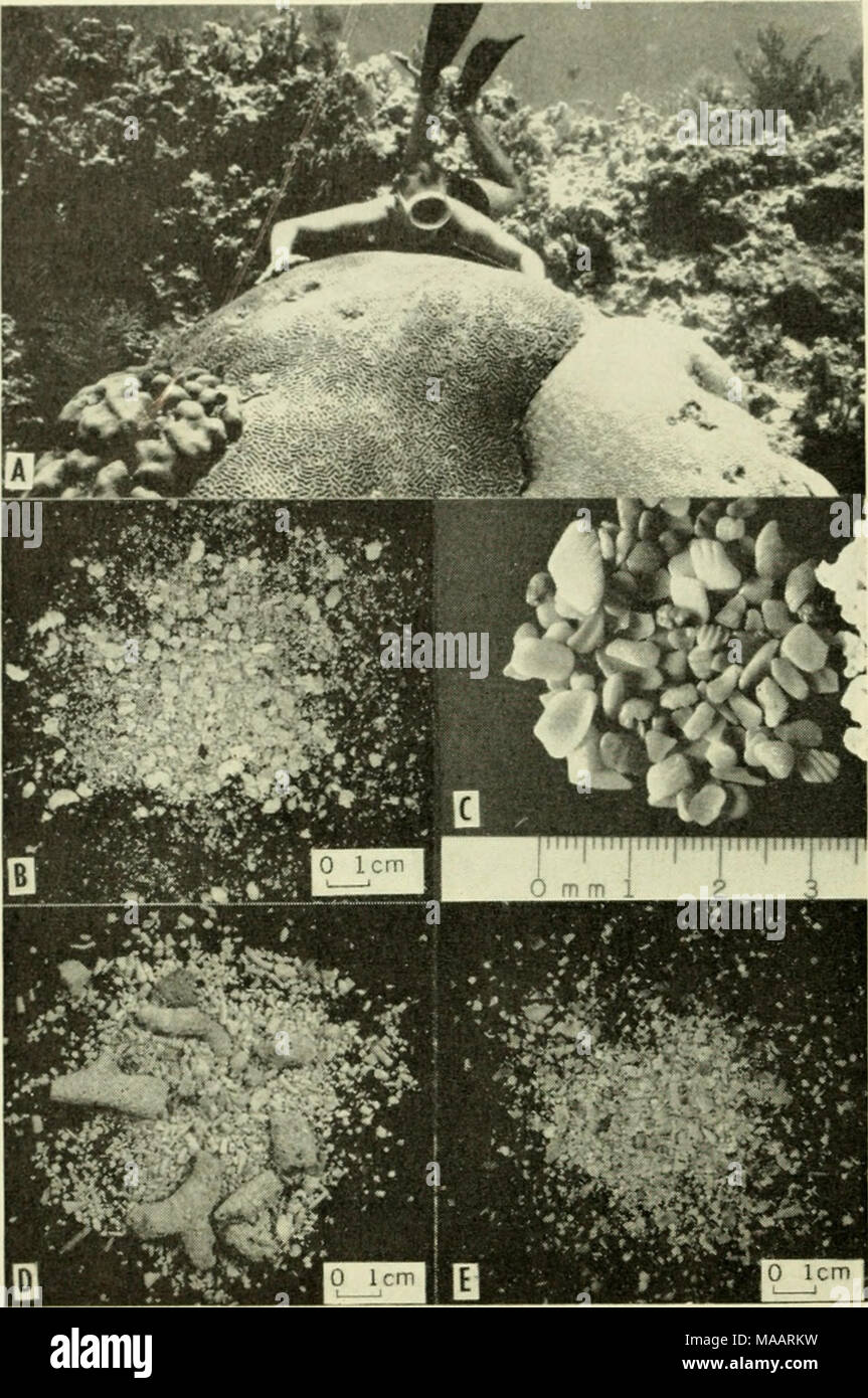 . The Earth beneath the sea : History . Fig. 4. A. Underwater view of massive corals. Left, Montastrea annularis; center, Diploria strigosa{'i); right, D. labyrinthiformis. (Florida reef tract photographs by Eugene Shinn.) B. Specimen oi Halimeda sand from Florida reef tract. C. Fragments of rovmded molliiscan shells from north Miami Beach, east coast of Florida. D. A skeletal sediment that consists of the fragments of branched forms, Porites divaricata and Goniolithon strictum. Rodriguez Key, Florida. E. A skeletal beach sand from Nest Key, Florida Bay, that consists of thin-shelled mollusks  Stock Photo