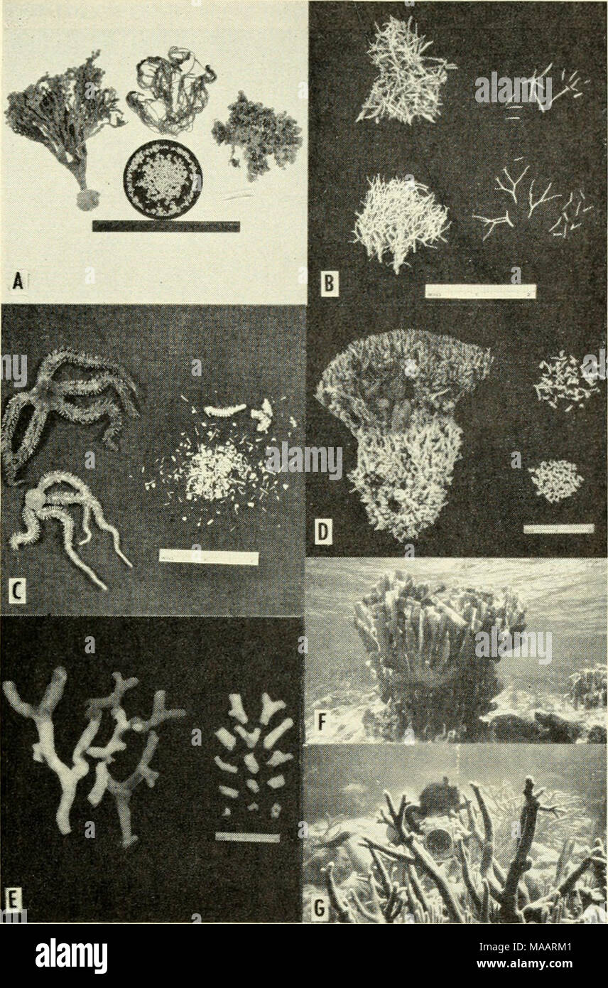 . The Earth beneath the sea : History . Fig. 2. Segments and branches. A. Segmented green algae. Left, Halimeda tridens; middle, Cymopolia sp.; right, Halimeda opuntia. B. Segmented red algae. Top, Amphiroa sp.; bottom, Jania sp. C. Two ophiviroids and their segments. D. The branching red alga Goniolithon strictum and its fragments. E. The branching coral Porites divaricata and its fragments. F. Underwater view of the bladed branches of the hydrocoral Millepora. (Photograph by Eugene Shinn.) G. The branching coral Acropora cervicornis. (Photograph by Eugene Shinn.) blade-shaped branches or pro Stock Photo