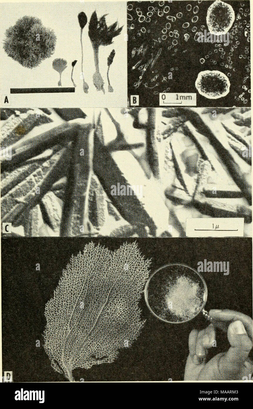 . The Earth beneath the sea : History . Fig. 1. Representative sheaths and spicules. A. Green and red algae that have fragile sheaths of calcium carbonate. Left to right: Galaxaura sp., Udotea sp., three specimens of Penicillus sp. and Ehipocephalus sp. B. Negative print of a thin section of Penicillus sp. The large rings are cross-sections of the stem (see Fig. lA), and the smaller ones are cross-sections of the filaments. C. Electron micrograph of a shadowed carbon replica of the aragonite needles from the stem of Penicillus sp. The crystals are pseudo-hexagonal twins of aragonite. Crystals  Stock Photo