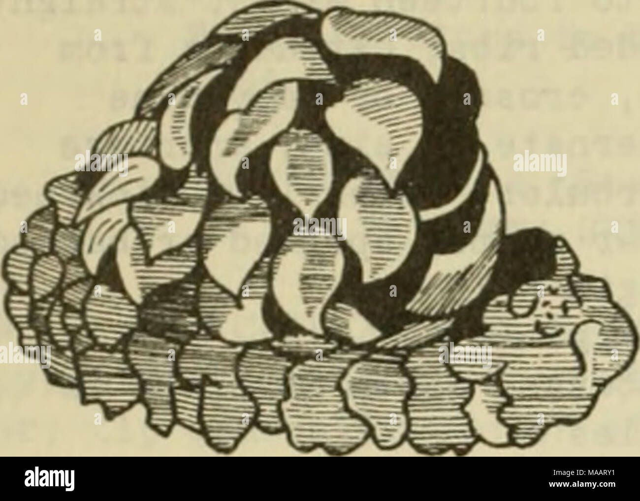 . East coast marine shells : descriptions of shore mollusks together with many living below tide mark, from Maine to Texas inclusive, especially Florida, with more than one thousand drawings and photographs . Fig. 48 Egg case of Buccinum undatum shore to a depth of 100 fathoms. BUCCINUM UNDATUli Llnne. Waved Whelk. An opaque, almost lustreless shell, sculptured with many fine thread-like spiral ridges arranged in groups; whorls seven to eight; shell wall glazed near inner lip; opercu- lum pale yellow with layers of growth re- sembling the epidermis of shell. Length 2.5 inches. There are many e Stock Photo