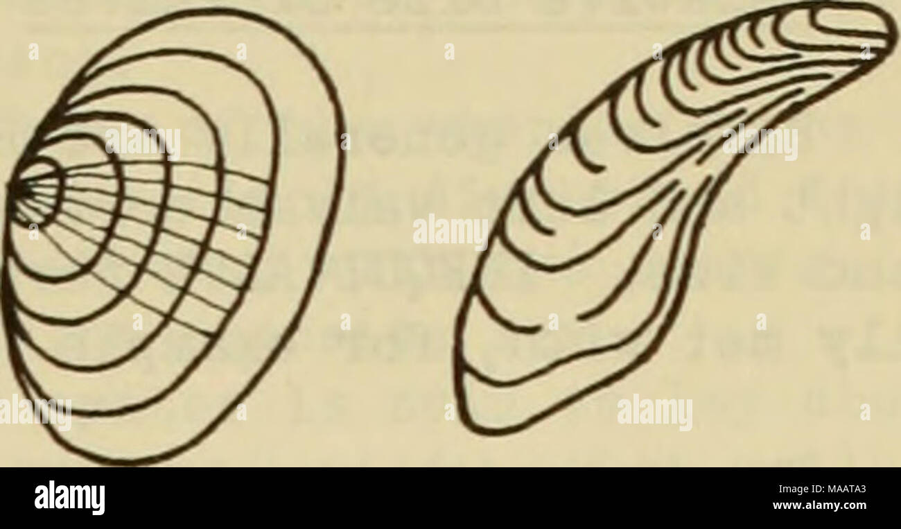 . East coast marine shells : descriptions of shore mollusks together ...