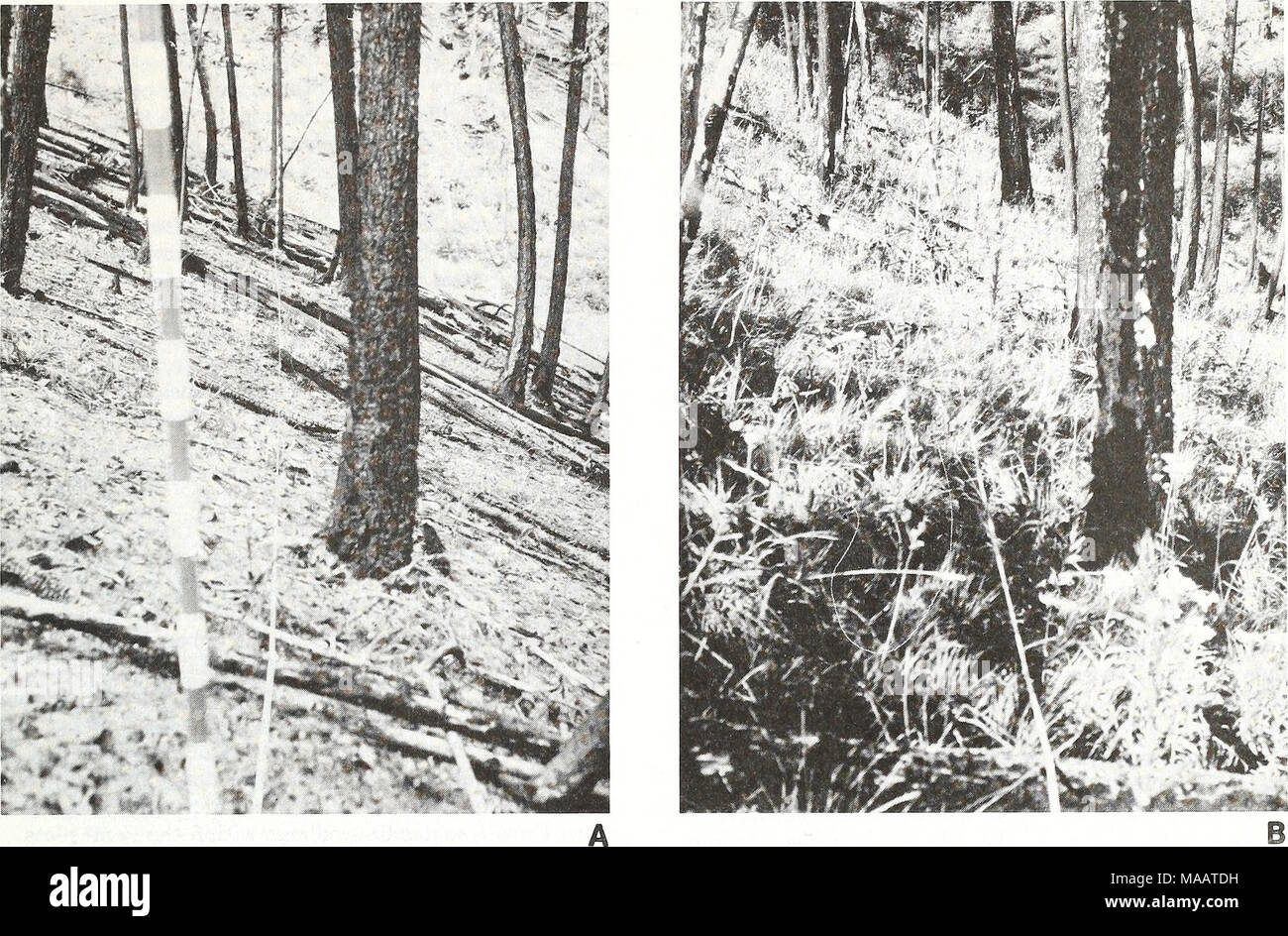 . Early postfire revegetation in a western Montana douglas-fir forest . Figure 8.—Stand 24 on the west edge of the fire is an example of an area that did not have seeded grass initially, (a) Stand 24 in July 1978; (b) stand 24 in August 1982. Table 6.—Conifer regeneration as counted in herbaceous vegetation plots within Pattee Canyon stands. Plot area is 6 yd^ (5 m2) per stand. Species unknown except as indicated (PSME = Pseudotsuga menziesii; PICO = Pinus contorta and LAOC = Larix occidentalis) Vegetation plots 1978 1978 1979 1982 Stand spring summer summer summer Number of seedlings 15 1 PSM Stock Photo