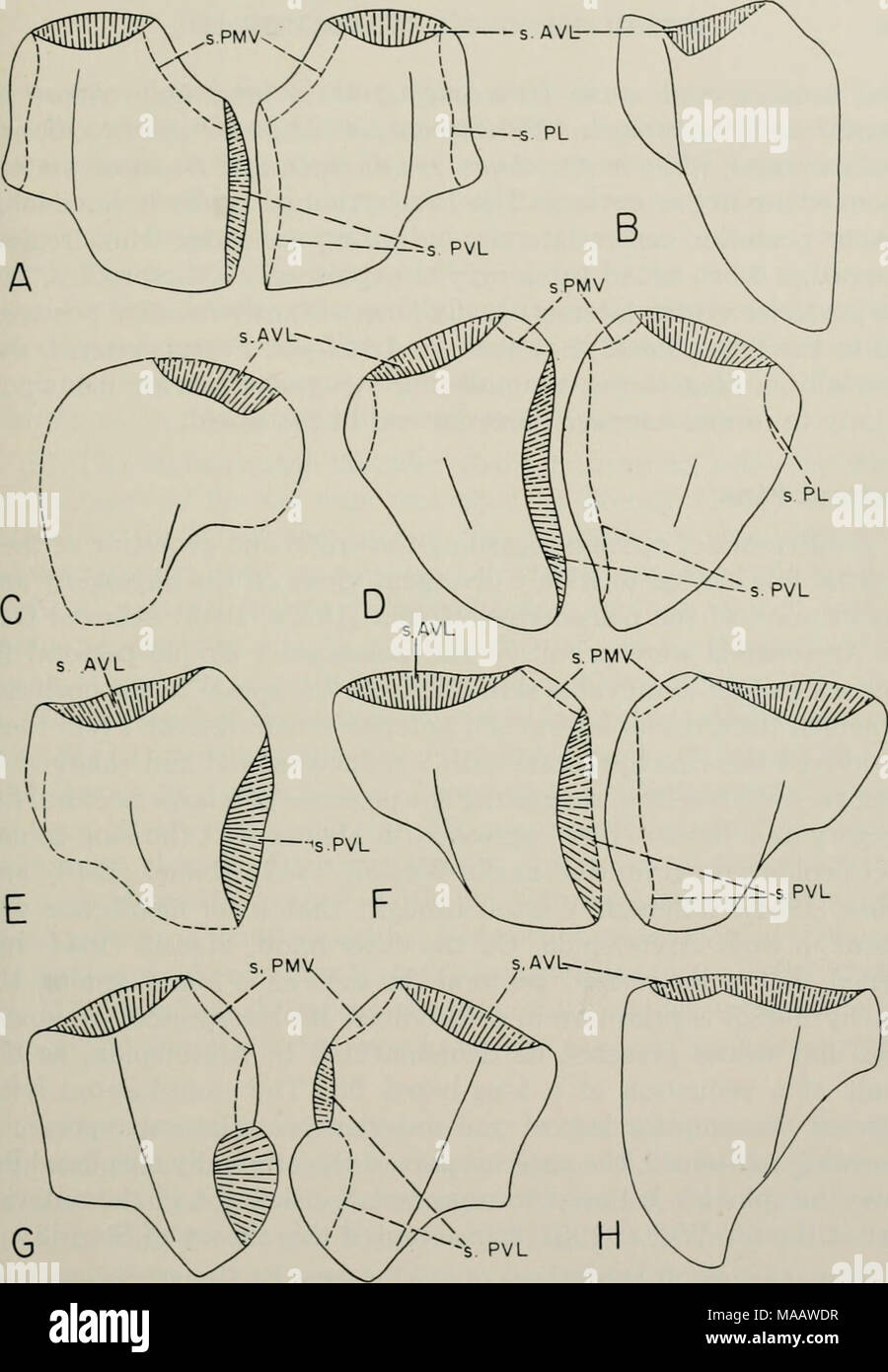 . Early Devonian fishes from Utah : Arthrodira . Fig. 114. Posterior ventro-lateral plates of Arctolepida, flattened and all reduced to the same area. A, Phlyclaenaspis acadica, modified from Heintz, 1933 (X 0.6); B, Anarthraspis sp., right PVL, from Bryant, 1934 (X 0.7); C, Aeihaspis major, left PVL, restored from PF 913 (X 0.4); D, Bryantolepis sp., restored from PF 166, 1546, 1547 (X 1.4); E, Aeihaspis utahensis, right PVL, restored from PF 322 (X 0.8); F, Kujdanowiaspis sp., based on casts of Podolian specimens, PF 1177, 1179 (X 1.6); G, Prosphymaspis subtilis, from Gross, 1937 (X 1.6); H, Stock Photo