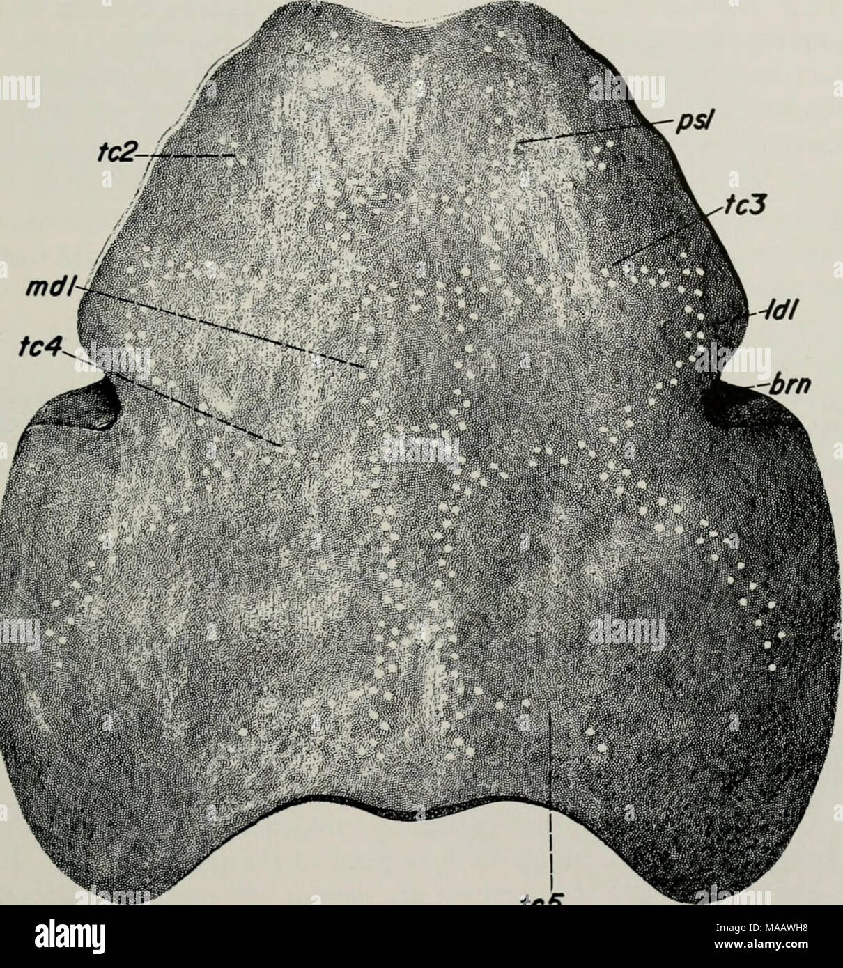 . Early Devonian fishes from Utah : Heteroostraci . tc5 Fig. 68. Restoration of dorsal shield of Cardipeltis ivallacii (X H)- brn, branchial notch; Idl, lateral dorsal sensory line; mdl, median dorsal sensory- canal; psl, ?pineal-supraorbital sensory canal; ic2-5, dorsal sensory transverse commissures. 4. No specimens have been collected that might represent ros- tral, pineal, or orbital plates. This is, of course, purely negative evidence, but perhaps sufficient collecting has been done so that it has some weight. The following points may be interpreted as supporting the view that the Cardipe Stock Photo