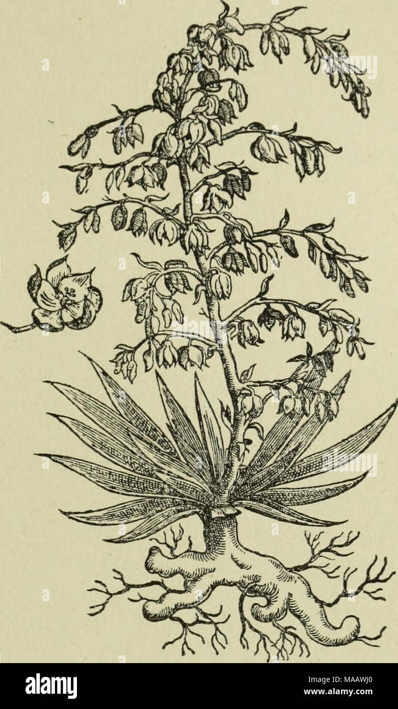 . Early British botanists and their gardens . (iitlm Clari^mus &amp; piiffimus V.D. G:tiLCoy: Coys' Yucca, after Lobel, 1605. of Essex, Esq who decessed ye 13*^ Day of March 1617 who had issue 8 sonnes and 6 daughters And here's the worst that envious Death could doe Let loose two soules that long'd to Heaven to goe. Of his fourteen children, Matthew, bapt. 1594, bur. 1595 ; Daniel, bur. 1595 ; Maralah, b. 1596; Matthew, bapt. 1596; and Sylvanus, bur. 1613, are ali mentioned in the Register. Giles Coys, whose children were born between 1627 and 1632, was the eldest son. The signatures of both  Stock Photo