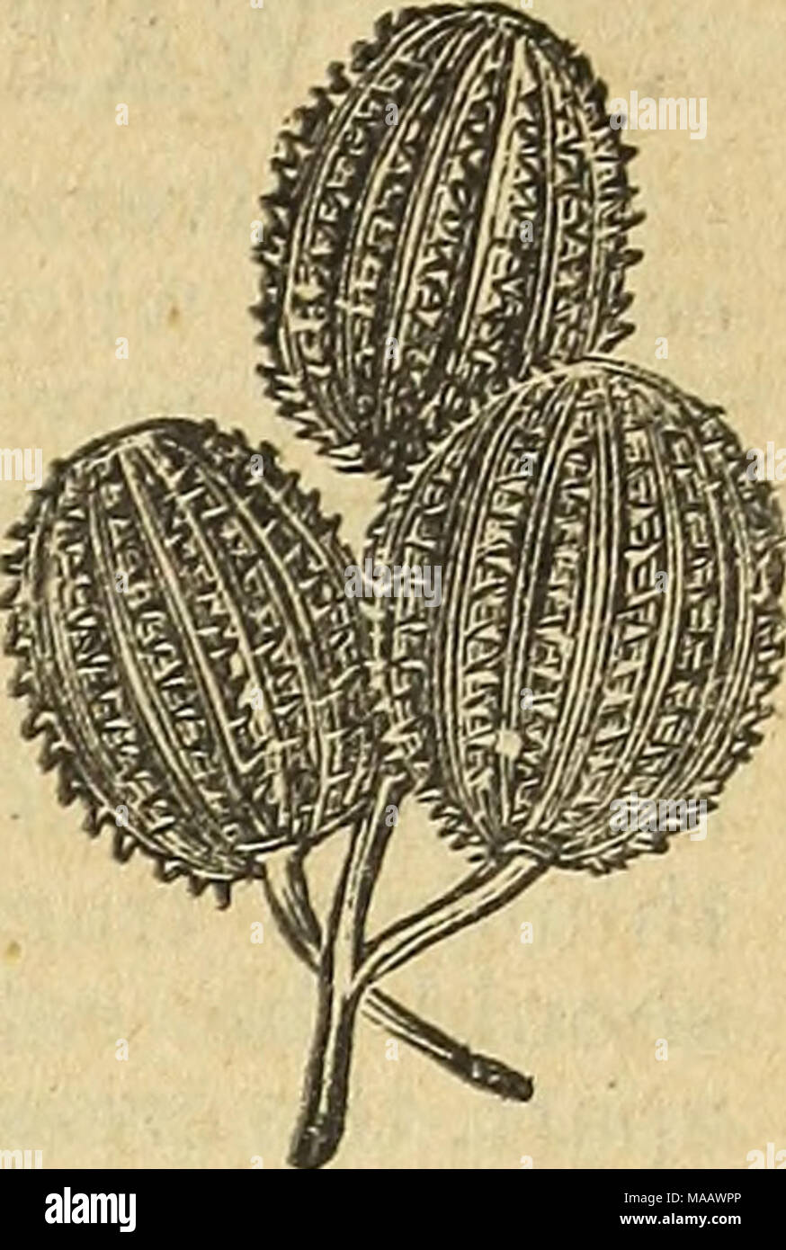 Ling Ly High Resolution Stock Photography And Images Alamy