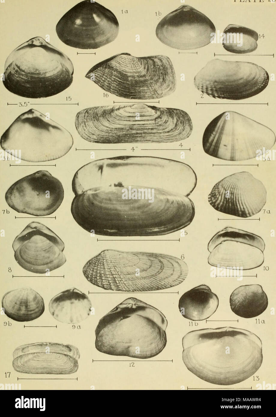 . East coast marine shells; descriptions of shore mollusks together ...