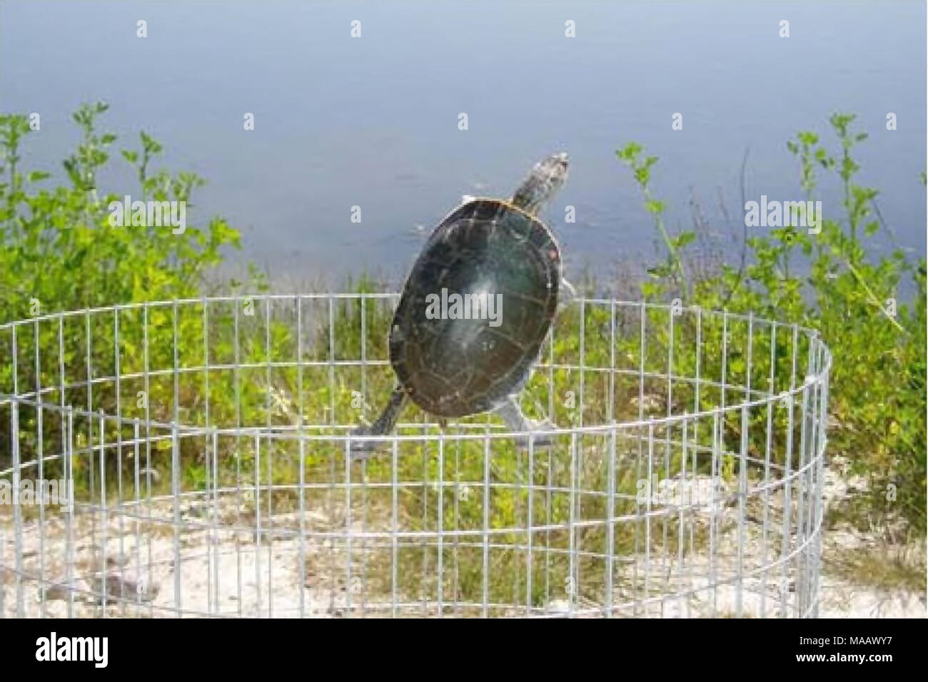 . Potential effects of highway mortality and habitat fragmentation on a