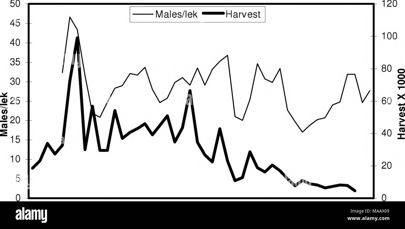 . Management plan and conservation strategies for sage grouse in Montana - final  . 1958 1963 1968 1973 1978 1983 1988 1993 1998 2003 Year Figure III-2. Trends in sage grouse lek counts and harvest in Montana, 1958-2003. The amount and timing of spring and summer rainfall affects annual production and population dynamics of sage grouse, causing short term fluctuations (i.e., &lt; 10 years) in sage grouse abundance (Eustace 2002). Wallestad and Watts (1973) identified weather-related factors that affected sage grouse productivity in central Montana. Their findings included: 1. No relationship b Stock Photo