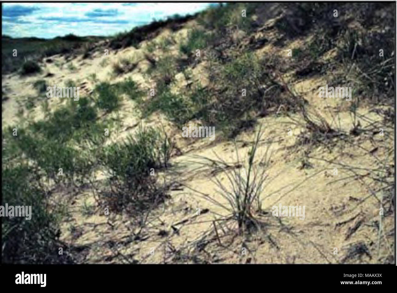 . Plant species of concern and plant associations of Powder River