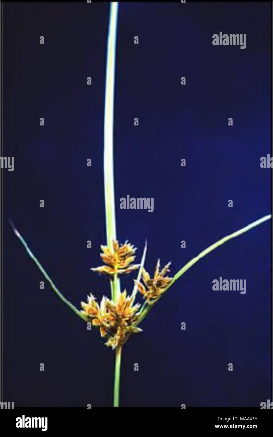 . Plant species of concern and plant associations of Powder River