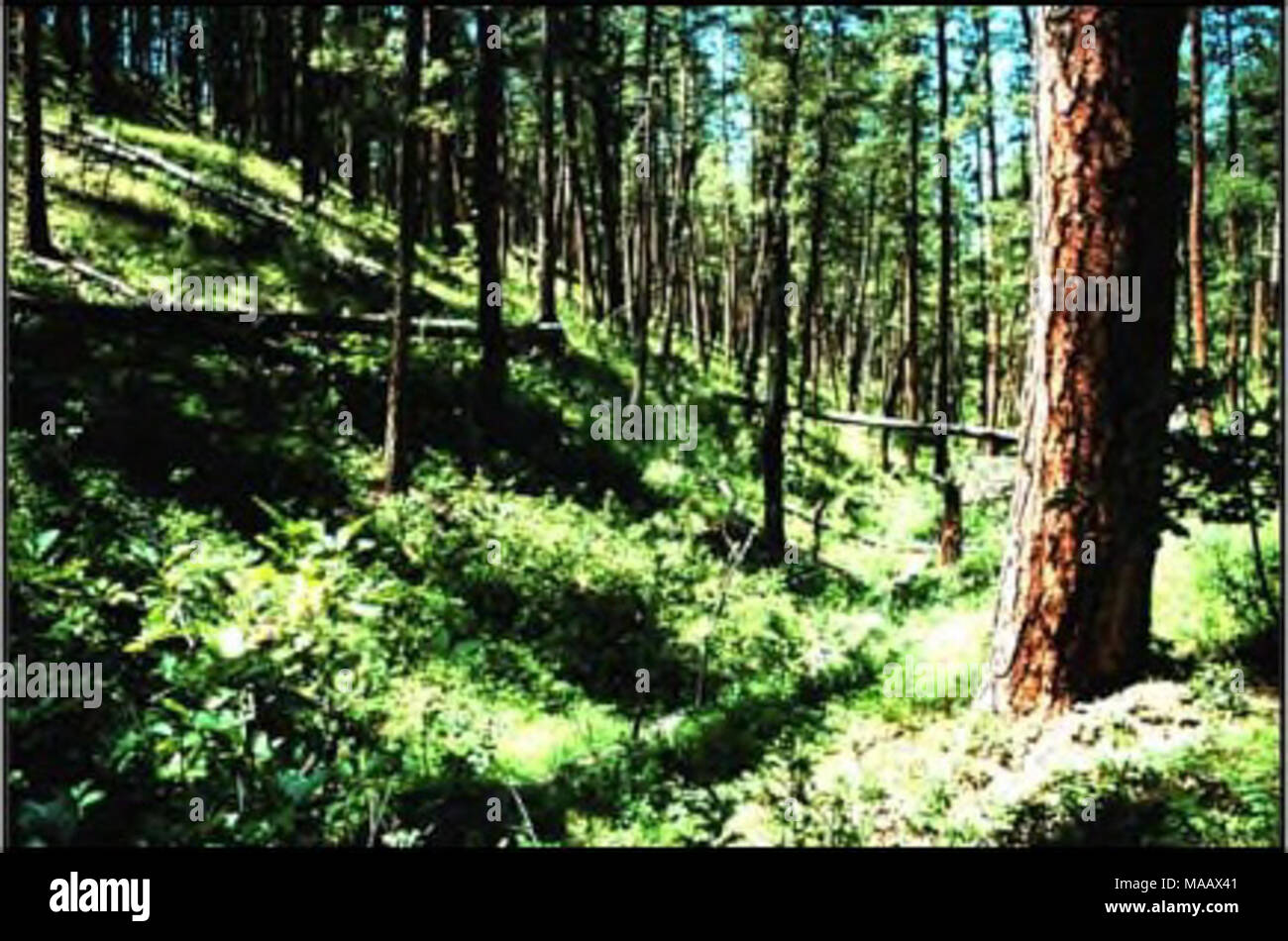 . Plant species of concern and plant associations of Powder River
