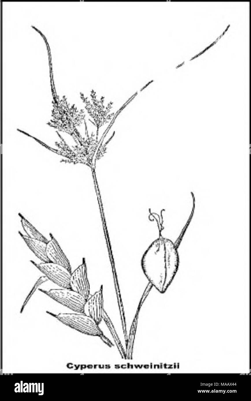 . Plant species of concern and plant associations of Powder River