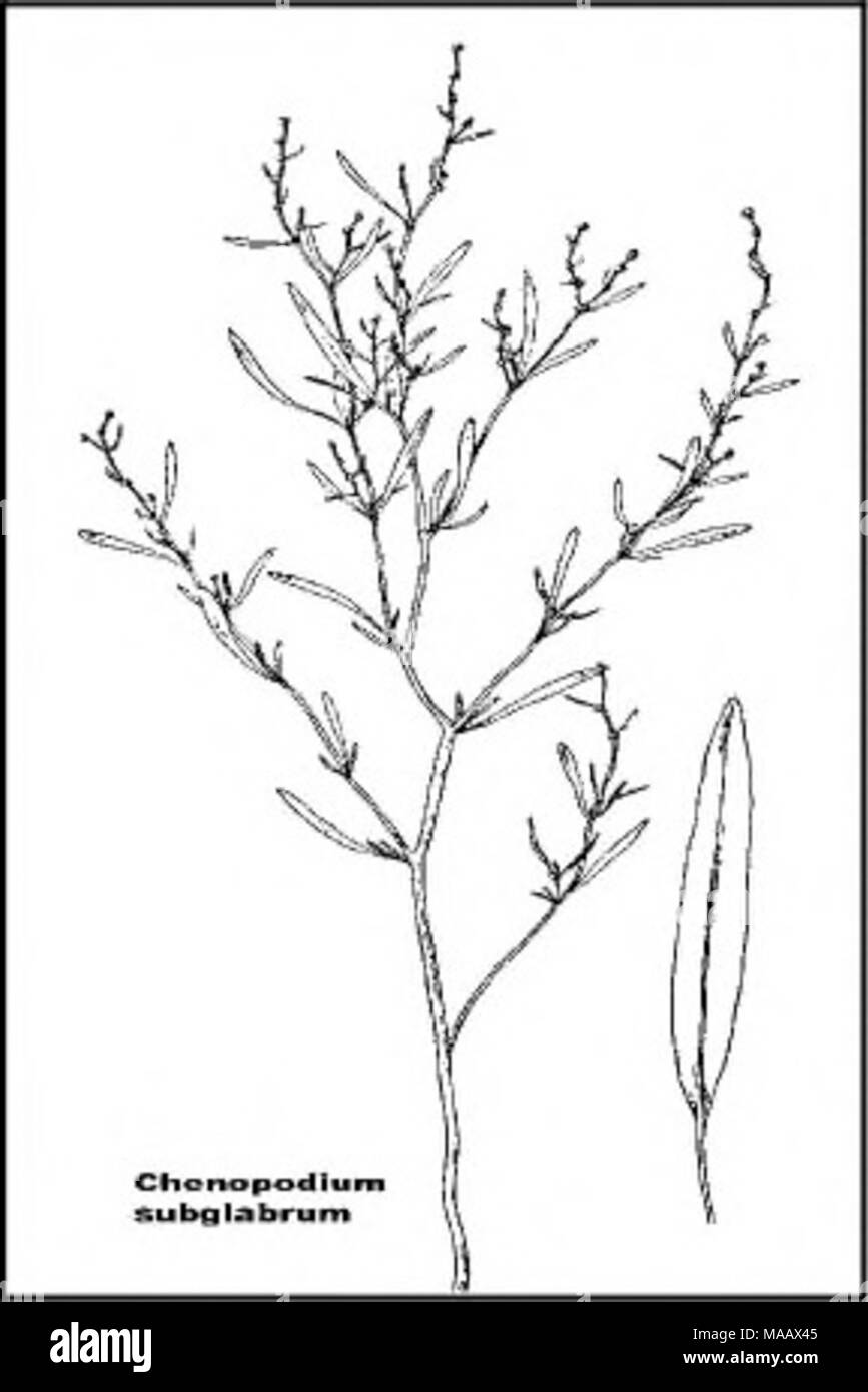 . Plant species of concern and plant associations of Powder River