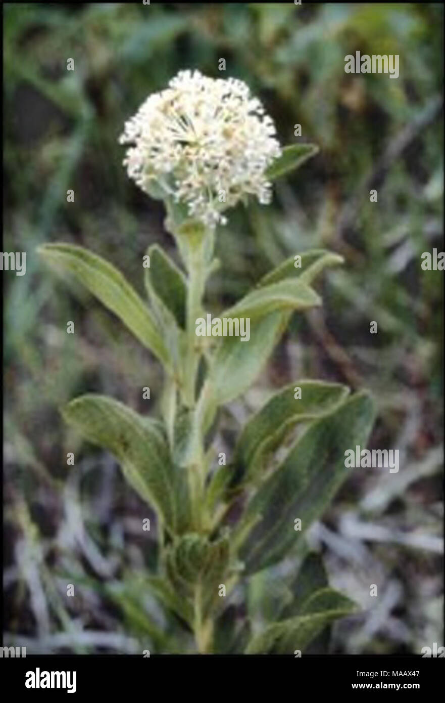 . Plant species of concern and plant associations of Powder River