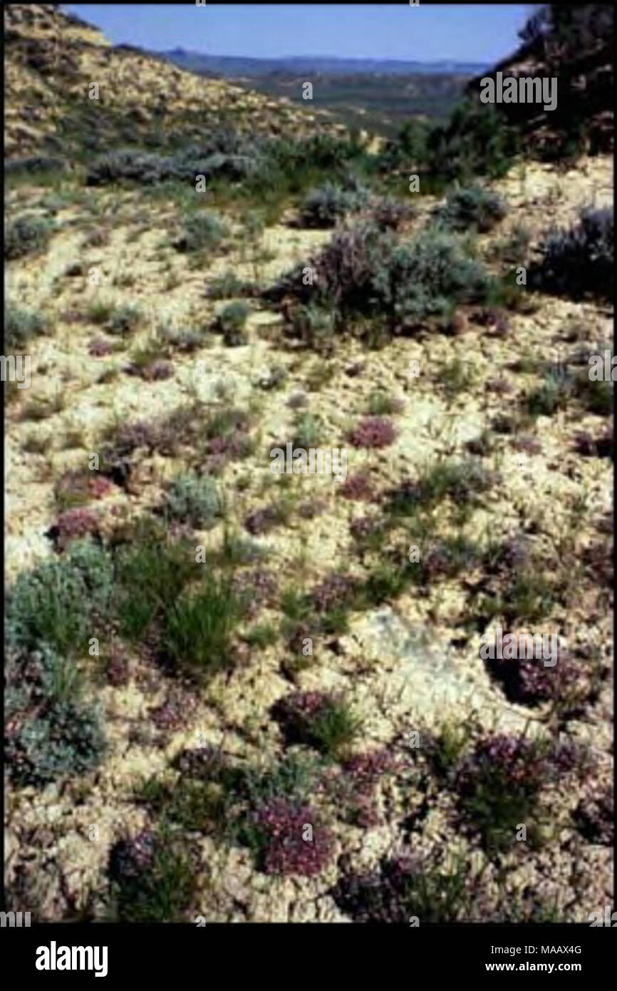 . Plant species of concern and plant associations of Powder River county, Montana  . Figure 6. Habitat of Astragalus barrii The Little Powder River habitat is on tlie open plains while the Otter Creek habitat is in a pineland setting, but they otliei'wise have similar species composition. The sparse vegetation has many of the same species present from place to place even if the relative cover of any one of tlieni is variable. The most common shiiib is usually Wyoming big sagebrush (Artemisia tridentata uyomittge/isis). The most common grass that we noted on BLM lands is western wheatgrass (Pas Stock Photo