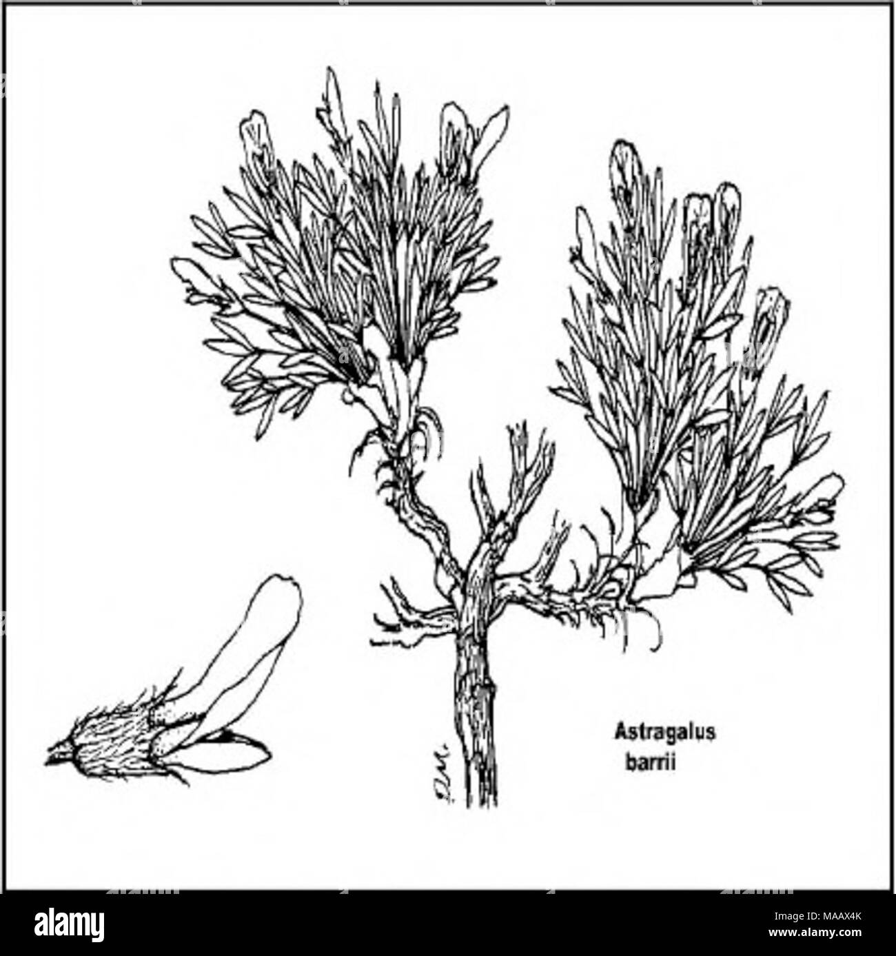 . Plant species of concern and plant associations of Powder River