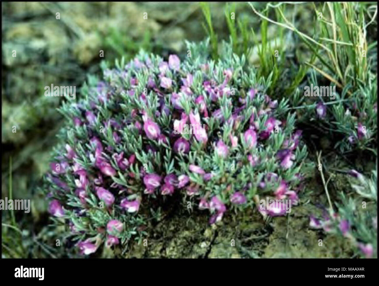Carter wyoming hires stock photography and images Alamy